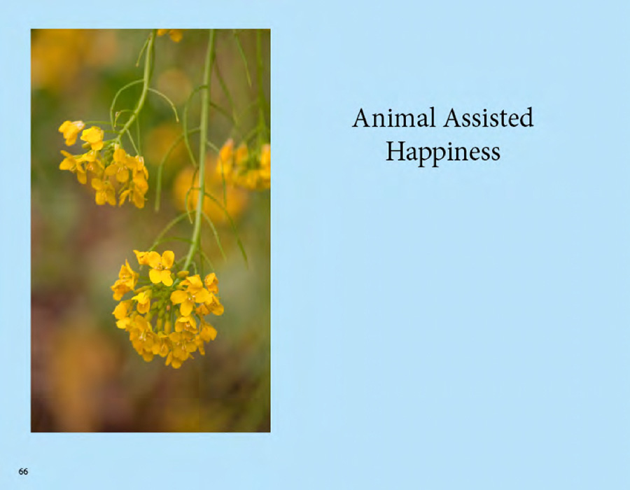 Book by Catherine Halliday